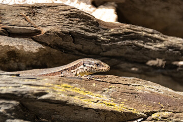 Lizard on a stone in the sun