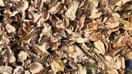 Fallen dry paulownia leaves carpet the ground, whispering the stories of autumn's quiet departure and winter's silent approach.