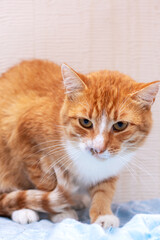 An orange and white cat, amusingly, has its tongue hanging out
