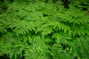 Green ferns in the forest.The plant is Davallia Canaria with small green leaves.