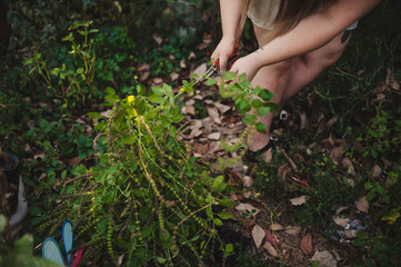 Hands holding pruning shears in the garden