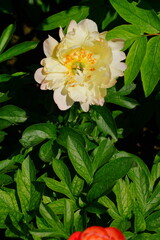 Coral orange pink peony flower in bloom in China