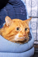 An orange cat is comfortably laying in a blue bed while looking at the camera