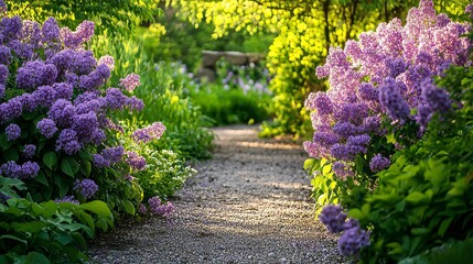 Purple lilacs on a springtime garden path, close-up shot, Minimalist style