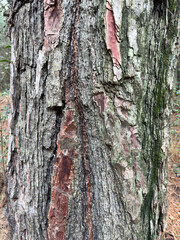 
description
description
100%
10
B22

A close-up view of a tree trunk featuring moss-covered bark and unique pink patches. This intricate texture showcases the natural beauty and patterns