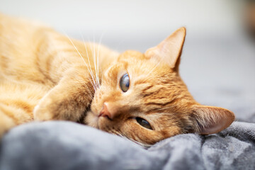 A detailed close up of a domestic cat laying comfortably on a bed