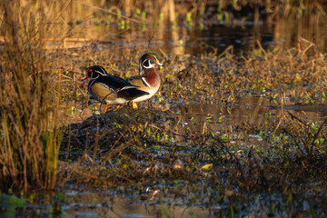 Male wood ducks perched on a log in a marsh