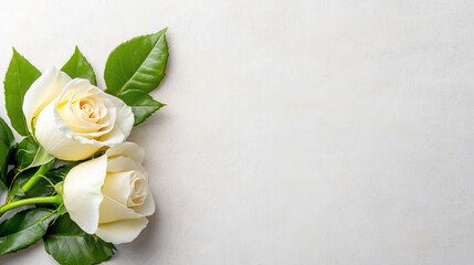 Two white roses with green leaves on a white background