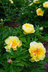 Large yellow peony in bloom in China