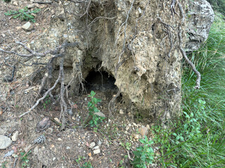 A mysterious rabbit hole surrounded by exposed tree roots and green grass on an earthy forest floor. This scene evokes curiosity, perfect for nature-themed designs or storytelling concepts.