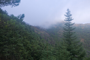 Spanish fir and pine forest with fog in December in Sierra Bermeja, Estepona, Malaga, Spain