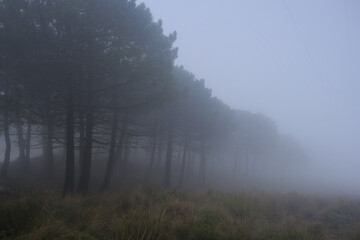 Spanish fir and pine forest with fog in December in Sierra Bermeja, Estepona, Malaga, Spain
