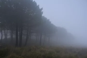 Spanish fir and pine forest with fog in December in Sierra Bermeja, Estepona, Malaga, Spain