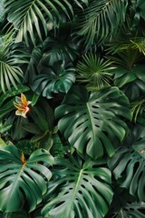 Fototapeta premium Tropical foliage with clear area.