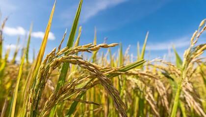 Naklejka premium Golden Rice Paddy Field Ready for Harvest under a Bright Blue Sky