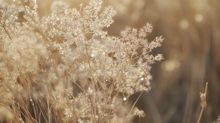 Naklejka premium Close-up of frost-covered dry grass in soft sunlight.