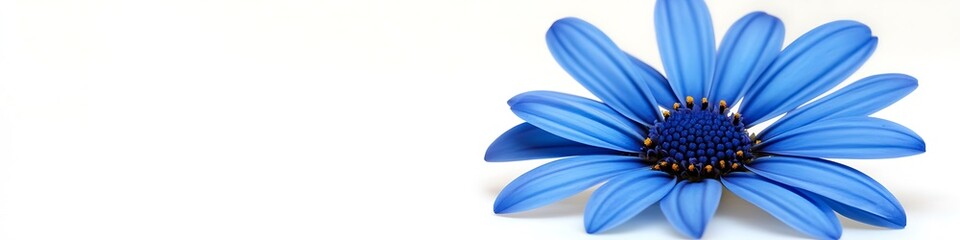 Obraz premium Blue daisy flower, white background, isolated with copy space for text, solid color, high-resolution photo.