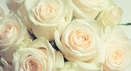 Obraz premium Elegant white roses background for romantic occasions and floral design concepts