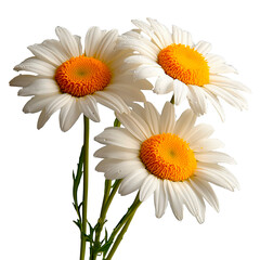 Naklejka premium bouquet of flowers chamomile on transparent background. pdf