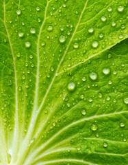 Lettuce leaf, isolated on white background. Generative AI