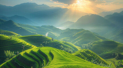 Fototapeta premium A green rice field, the landscape of the plains in Vietnam is vast and endless, with terraced fields, golden sunshine shining on lush paddy plantations.
