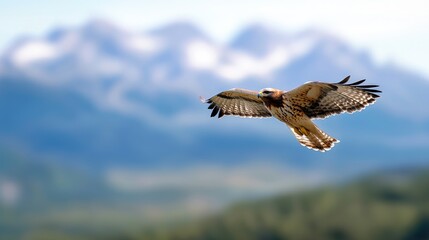 Fototapeta premium Golden eagle flying majestically in the blue sky with wings spread wide against a blurred background of snow-capped mountains and green forests.