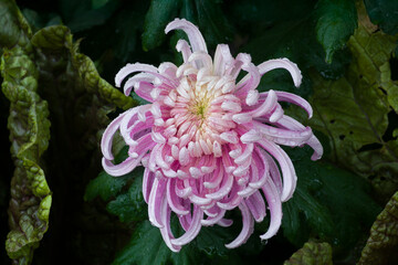 Single Purple Garden Mum on a Rainy Day