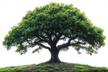Obraz premium Lush green tree on a small hill isolated on white background. (2)