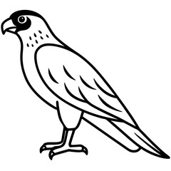falcon  line art vector