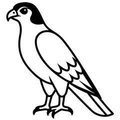 Fototapeta premium falcon line art vector
