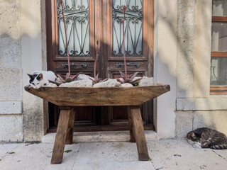 A black-and-white cat rests in a wooden decorative flowerpot with cacti and white stones, while a brown tabby naps nearby on the doorstep of a historical Aegean building. A serene and cozy scene.