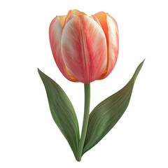Naklejka premium 3D Tulip Flower Isolated on Transparent Background