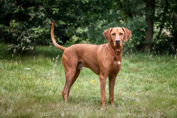 Vizsla dog in the grass field and heather at Ascot Heath