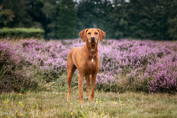 Vizsla dog in the grass field and heather at Ascot Heath