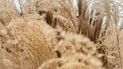 Dry plant reeds as beauty nature background, Abstract natural backdrop. Reed grass or pampas grass outdoors with daylight, life style nature scene, organic design wide banner. Soft selective focus