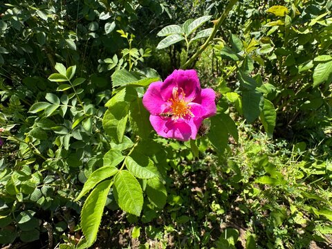 Close-up of Rosa gallica pink flower. Vinegar rose, or Gallica rose, is an ornamental shrub with pink flowers in the garden. Rosa gallica, the Gallic rose, French rose, or rose of Provins.
