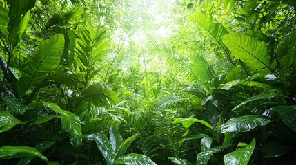 Lush green jungle foliage with sunlight filtering through canopy.