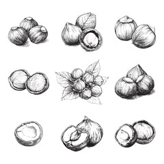 Set of hazelnut vector illustrations - hand drawn hazelnut - black and white hazelnut isolated on white background