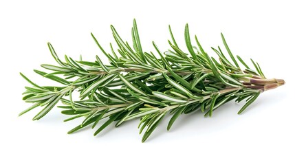 Fototapeta premium Ultra-detailed rosemary on clean white backdrop, high-resolution, isolated stock photo with professional color grading.