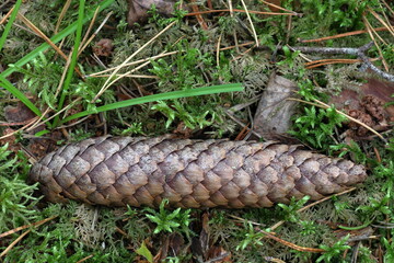 Pine cone on the ground in a Swedish forest. September 2024.