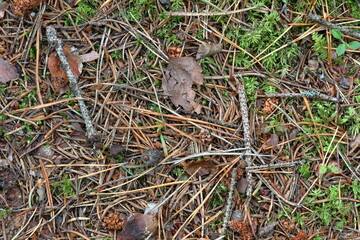 Ground in a forest. Conifer and leaves. Autumn time. September 2024.