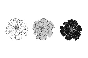 Monochrome marigold flower heads in three colors line art hand drawn illustration. Terry flowers sketch painted by black ink. Floral blooming element etching drawing for decor, greetings, icon © Masha_tolk_art
