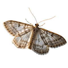 Obraz premium Close-Up of a Beautiful Moth isolated on transparent background cutout, Png, Cutout