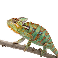 Obraz premium Close-Up of Colorful Chameleon on Branch isolated on transparent background cutout, Png, Cutout
