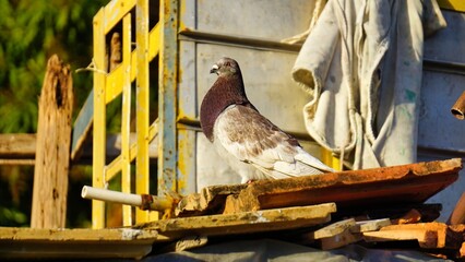 A pigeon sits on a wall in the sunlight 