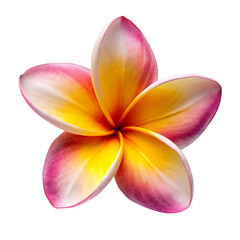 frangipani flower isolated on white