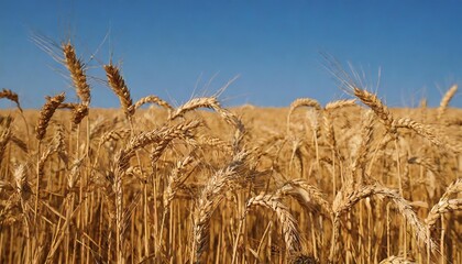 Golden Wheat Field with Ripe Grain Ready for Harvest under a Blue Sky