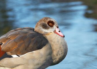 Close-up portrait of an adult female Nile or Egyptian goose (Alopochen aegyptiaca) against the background of water