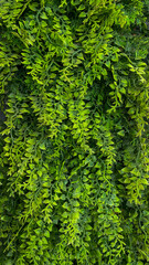 Close-up of lush green artificial vines, vertical orientation, indoors, perfect for home decor, interior design, eco-friendly themes, or branding nature-inspired products.