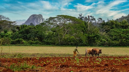 beautiful surroundings of Vinales, Cuba  view of the tobacco fields The beautiful surroundings of Viñales on a cub with a farmer in the field